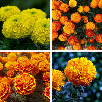 Mix Marigold Flower seeds for Planting - Fragrant Blossoms, Heirloom & GMO Free Seeds for Home Garden