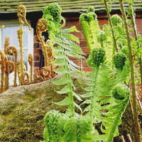 Fresh Ostrich Fern plant seeds for ornamental shade gardens