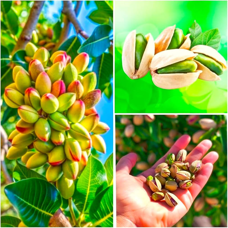Mature Pistachio tree adding greenery to a sunny garden landscape.