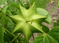 Mature Plukenetia volubilis plant with green foliage in an outdoor garden.