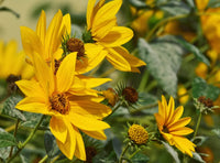 Maximilian sunflower seeds with tall yellow perennial flowers