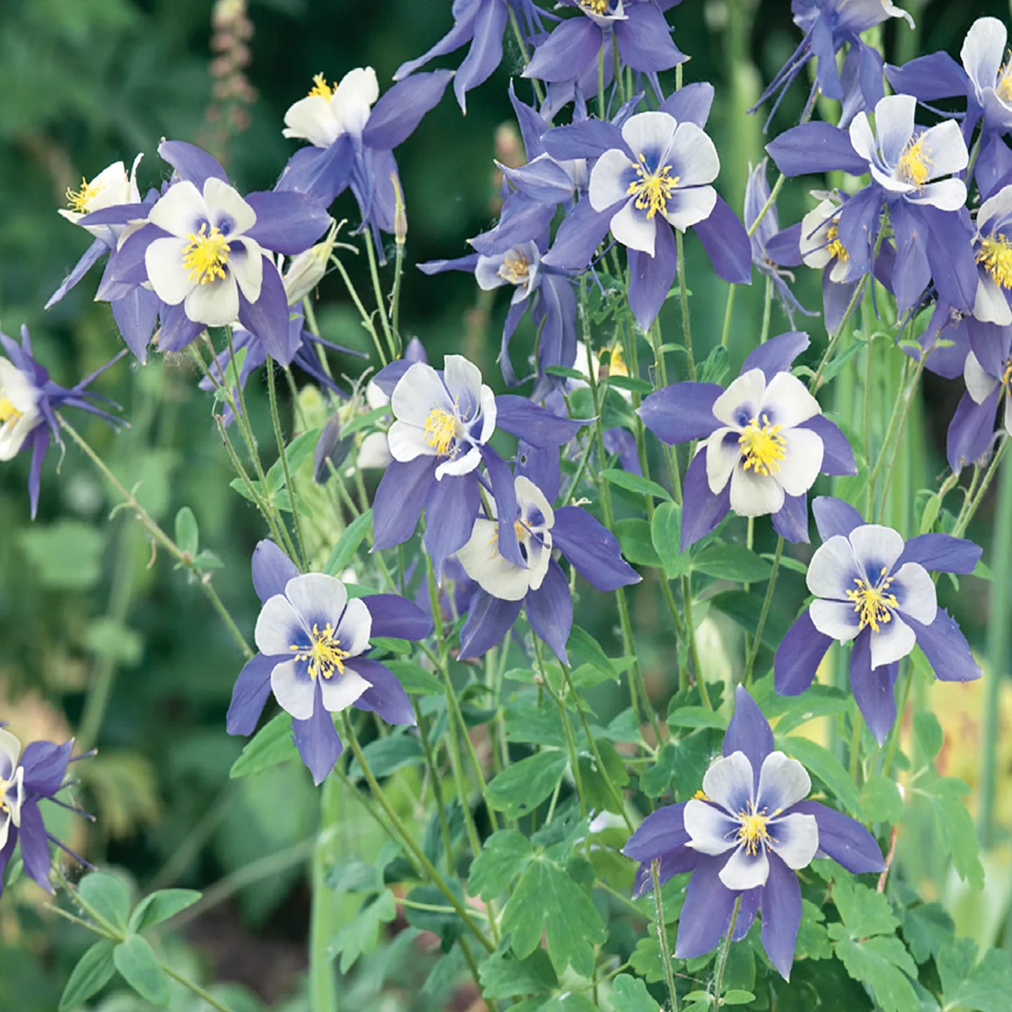 Columbine Flower Seeds for Easy Planting in Woodland Gardens