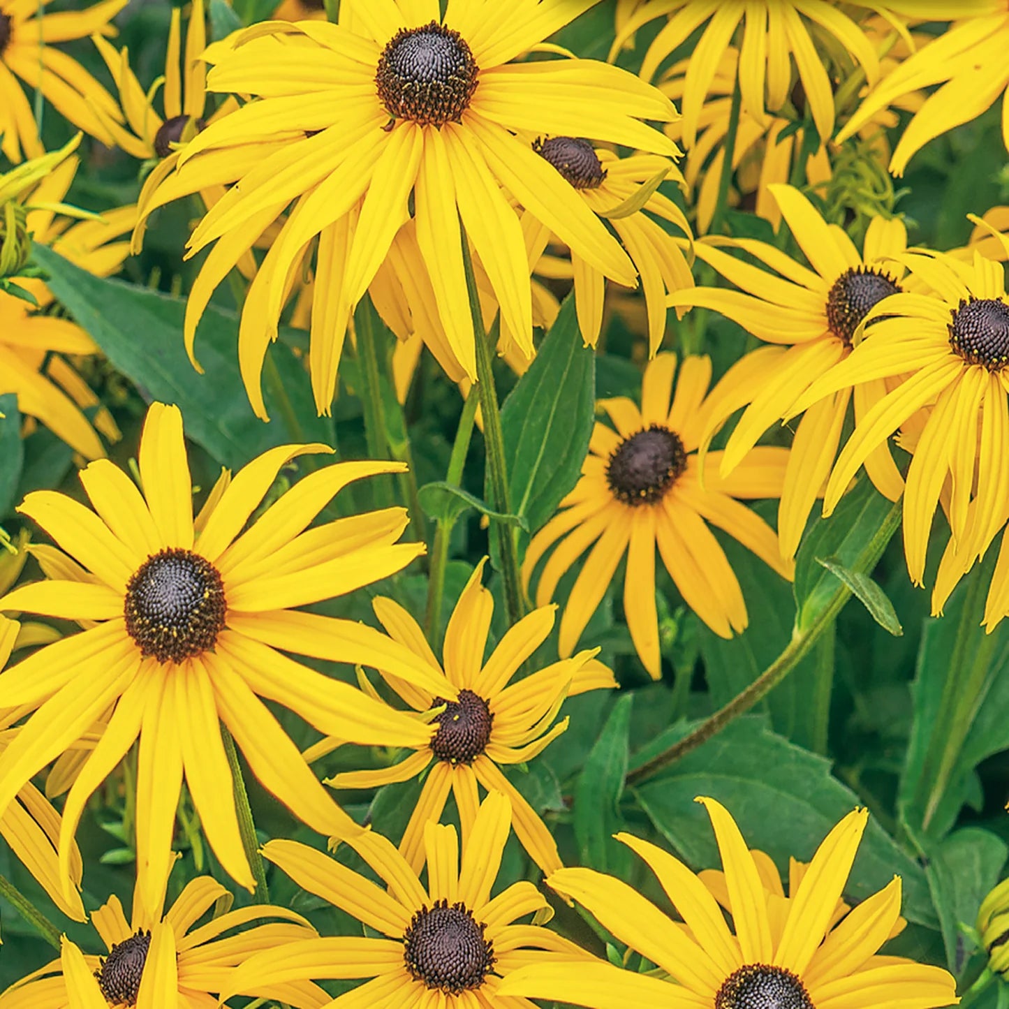 Black Eyed Susan Seeds for Planting | Vibrant Flower Seeds for Your Garden