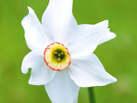Daffodil Narcissus Flower seeds for Planting Wildflower Mix Heirloom & GMO Free Seeds for Home Garden