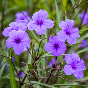 Ruellia Ruellia tuberosa Seeds for Planting in Tropical Garden and Planters