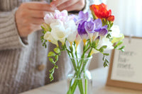Freesia Flower seeds for Planting - Compact Growth, Heirloom & GMO Free Seeds for Home Garden