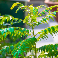 Murraya Koenigii (Curry Leaf Plant) Seeds for Planting – Heirloom & Non-GMO Tree Seeds