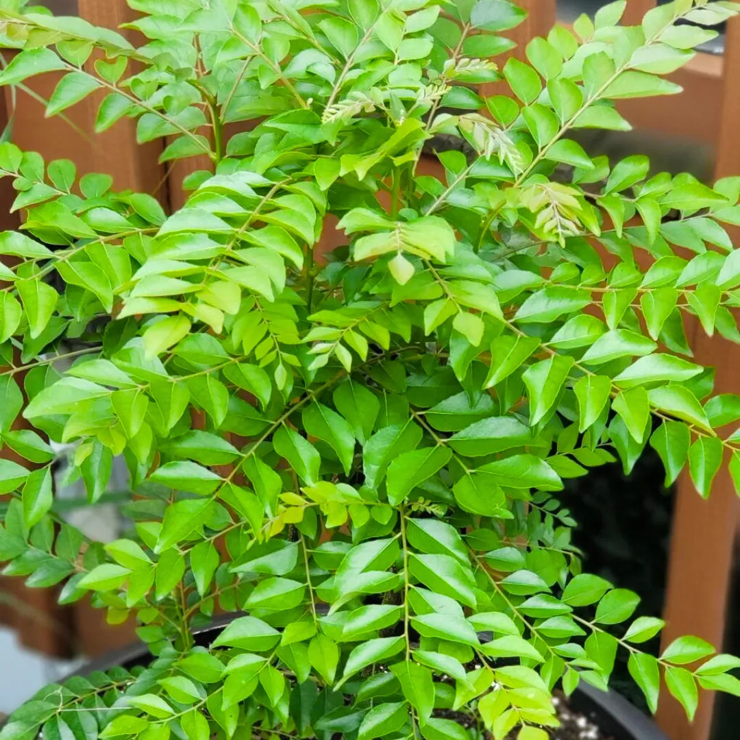 Curry Leaf Seeds for Planting – Heirloom & Non-GMO Herb Tree Seeds