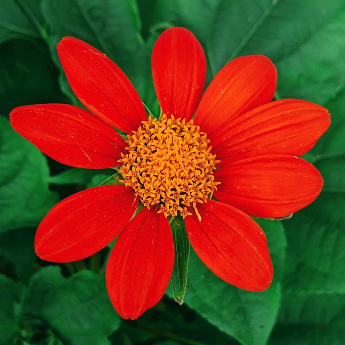 Red Mexican Sunflower Seeds for Bold Red Blooms