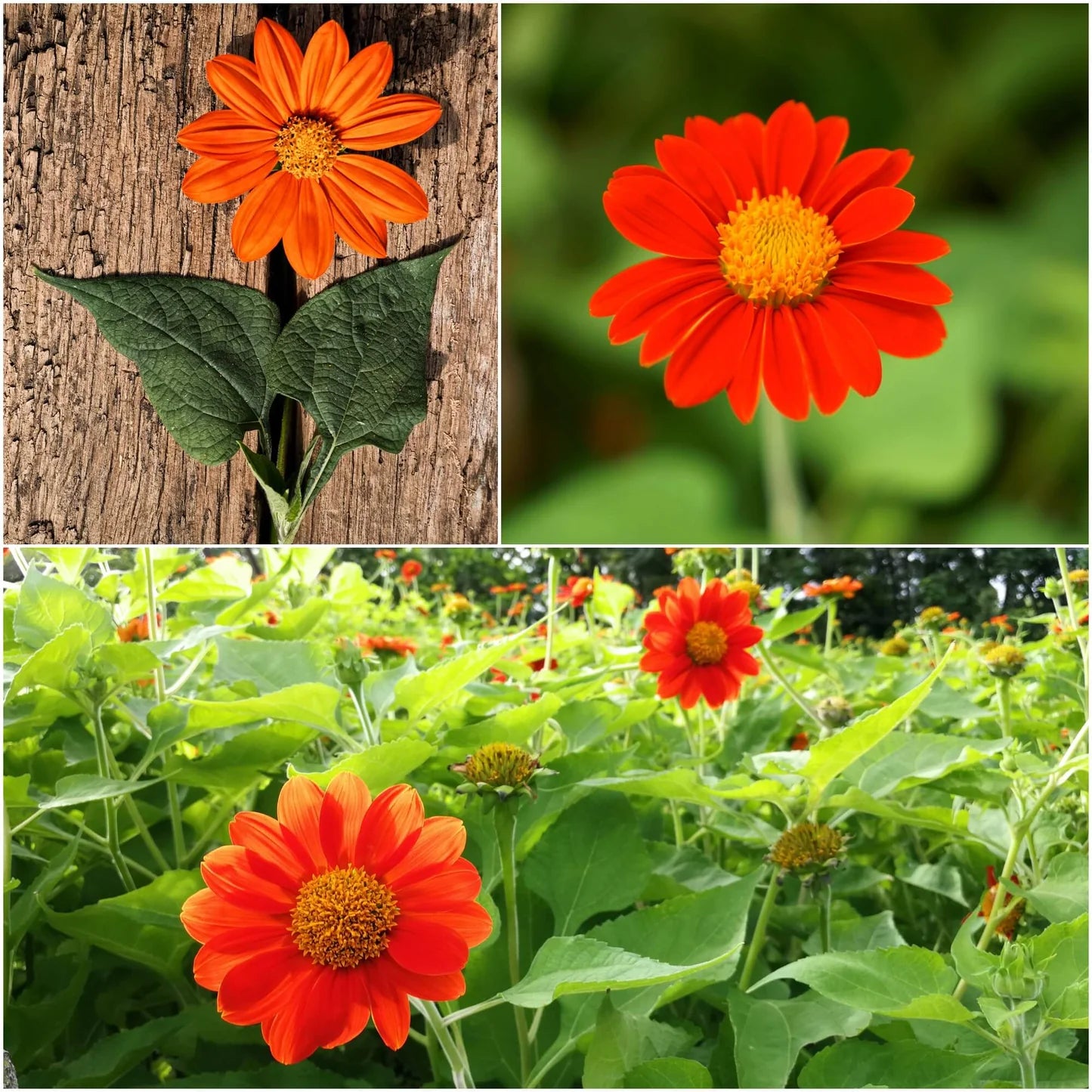 Mexican Red Sunflower Tithonia rotundifolia Seeds for Planting pollinator patch wild garden