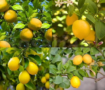 Meyer Dwarf Lemon Tree seeds for planting in home gardens.