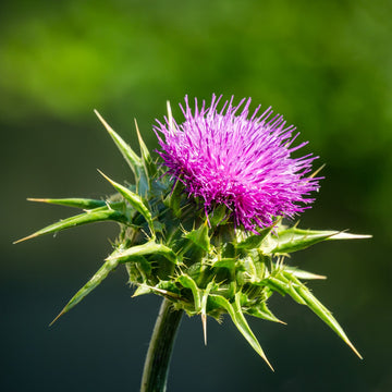 Milk Thistle heirloom seeds for planting with distinctive green foliage
