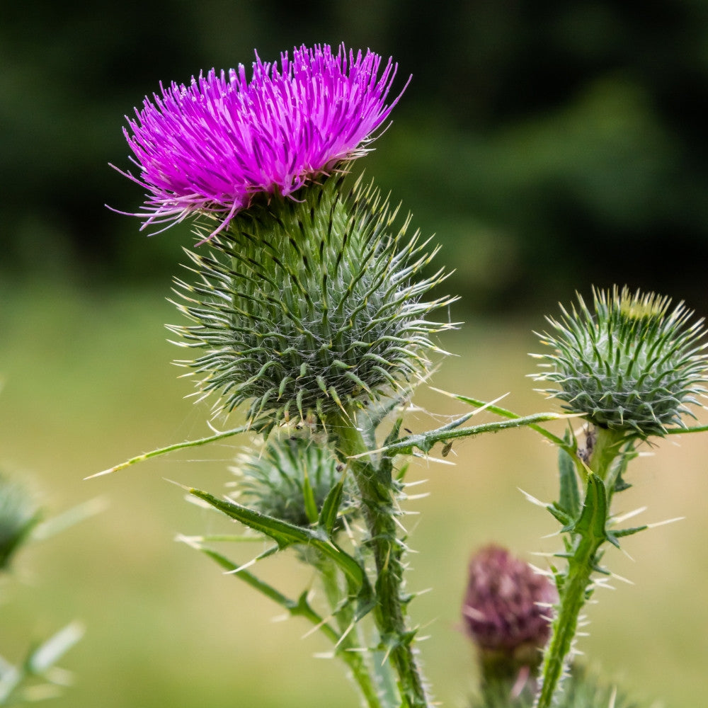 Purple Milk Thistle flowers growing in a sunny garden