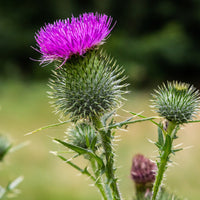 Purple Milk Thistle flowers growing in a sunny garden