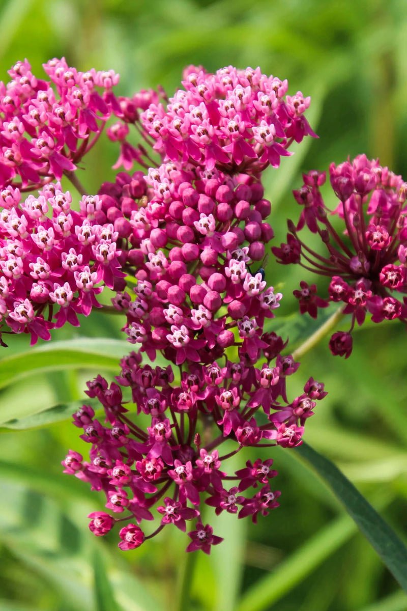 Sampler Flower seeds for Planting Garden Favorite Heirloom & GMO Free Seeds for Home Garden