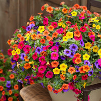 Calibrchoa Flower seeds for Planting Low Maintenance Heirloom & GMO Free Seeds for Home Garden