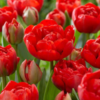 Red Tulip Seeds for Planting and Flowering Garden