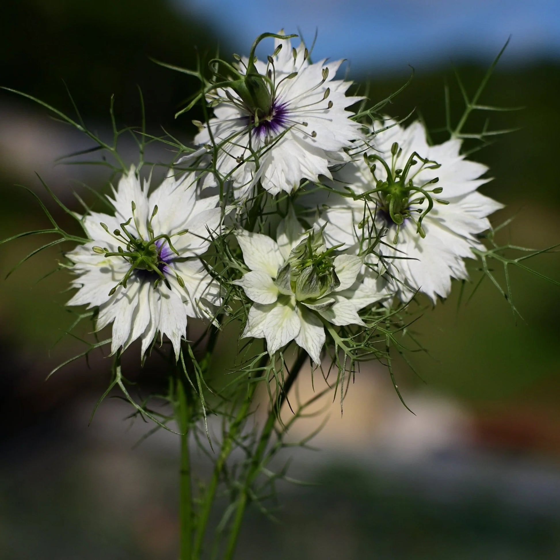 Nigella Double Love in the Mist Mix Seeds for Unique and Beautiful Blooms