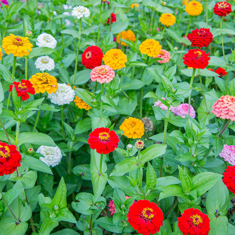 Non-GMO Mix Oklahoma flower seeds