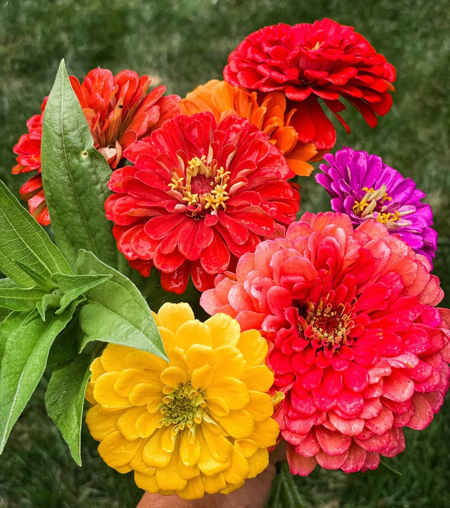 Potted Oklahoma Flower Mix blooms