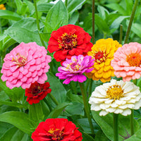 Mixed Oklahoma flower seeds for planting
