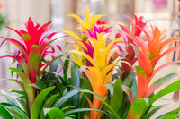 Non GMO Mixed Bromeliad seeds