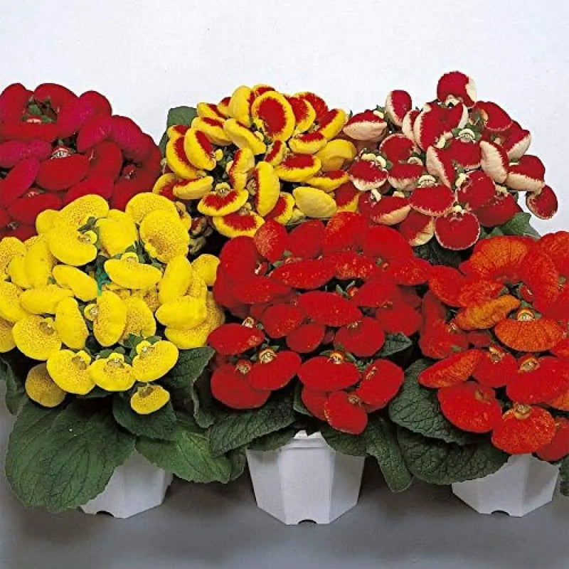 Mixed Calceolaria seeds for planting