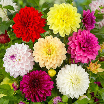Mixed Dahlia bulbs for planting in a garden