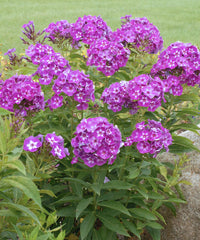 Non GMO Mixed Laura flower seeds