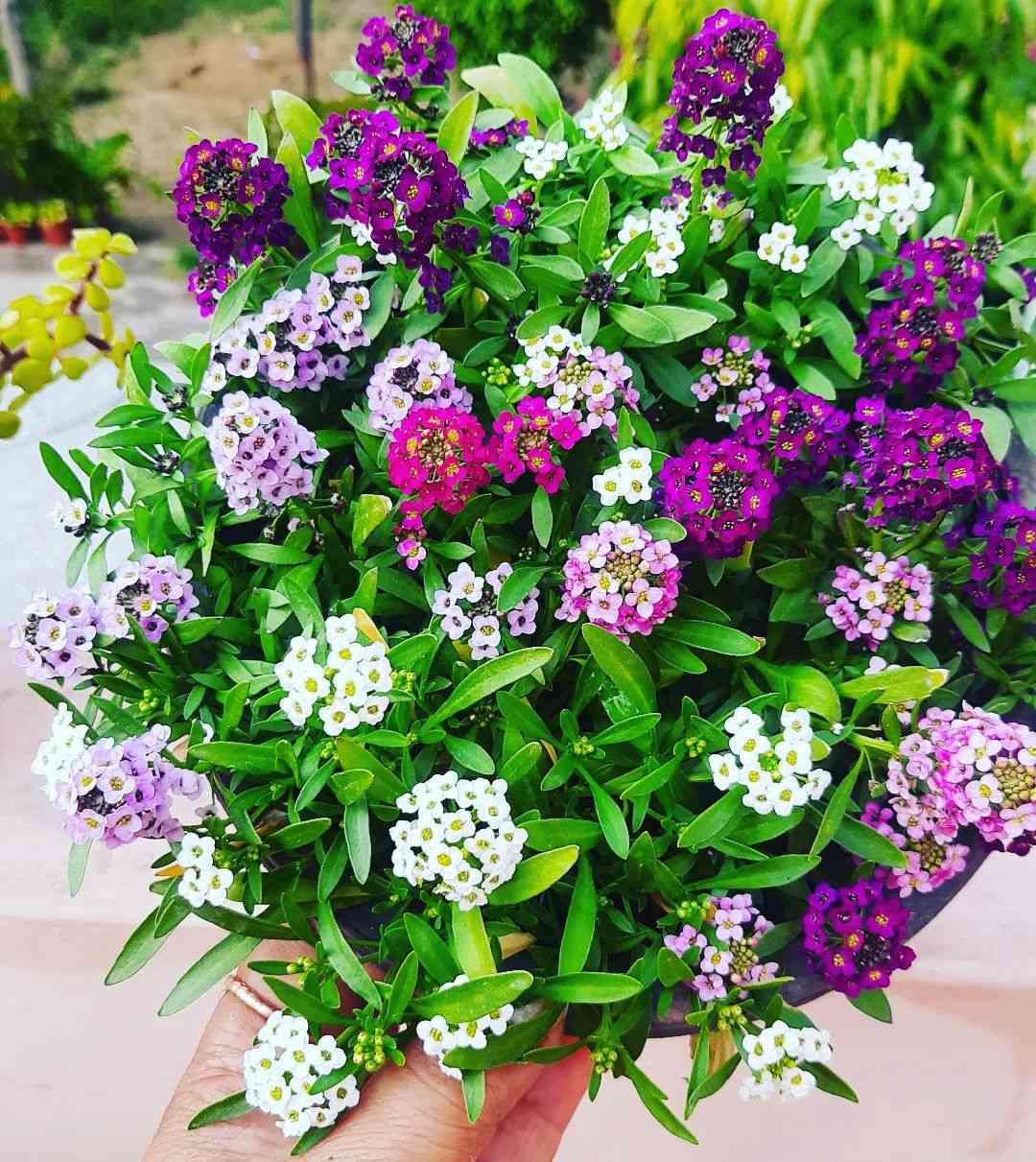 Mixed Lobularia seeds for planting