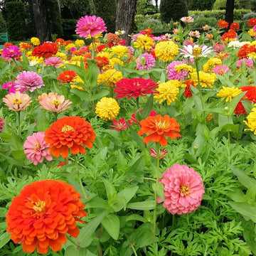 Non GMO Mixed Magellan flower seeds