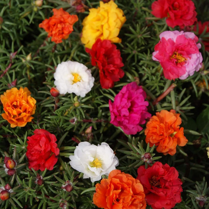 Non GMO Mixed Mexican Rose seeds