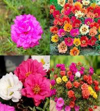 Ornamental Mixed Mexican Rose flowering plant