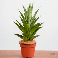 Non GMO Mixed Sansevieria seeds