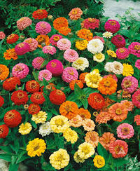 Ornamental Mixed Thumbelina flowering plant