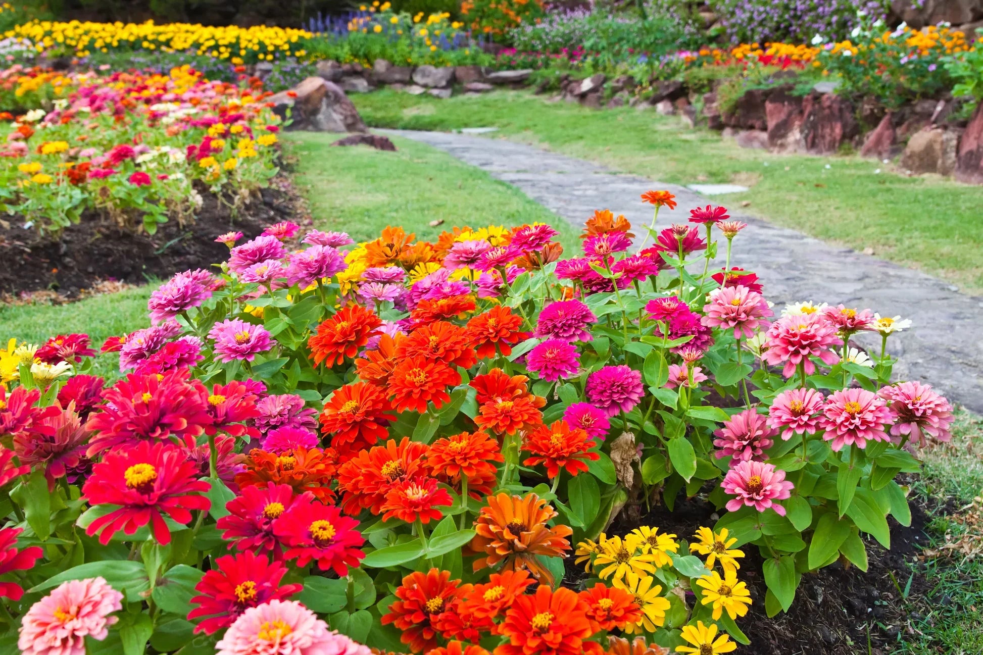 Mixed Thumbelina flower seeds for planting