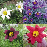 Mixed Anemone Pulsatilla Flower seeds for Planting Easy to Grow Heirloom & GMO Free Seeds For Home Garden 
 
 Sale