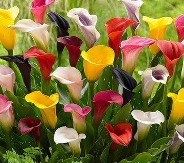 Mixed color Calla Lily bulbs with elegant flowers for garden and container planting