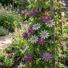 Mixed color Passion Flower seeds for planting a vibrant climbing garden vine
