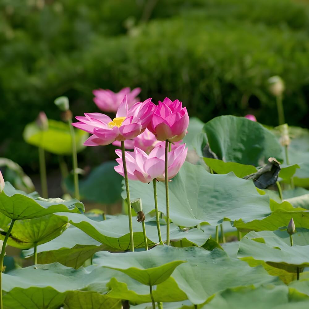Mixed color bonsai bowl lotus live plants with green foliage