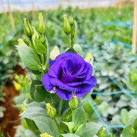 Blue Lisianthus Flower seeds for Planting Easy to Grow Heirloom & GMO Free Seeds for Home Garden