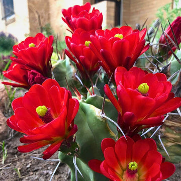 Claret Cup Hedgehog Cacti Flower seeds for Planting - Cut Flower Favorite, Heirloom & GMO Free Seeds for Home Garden