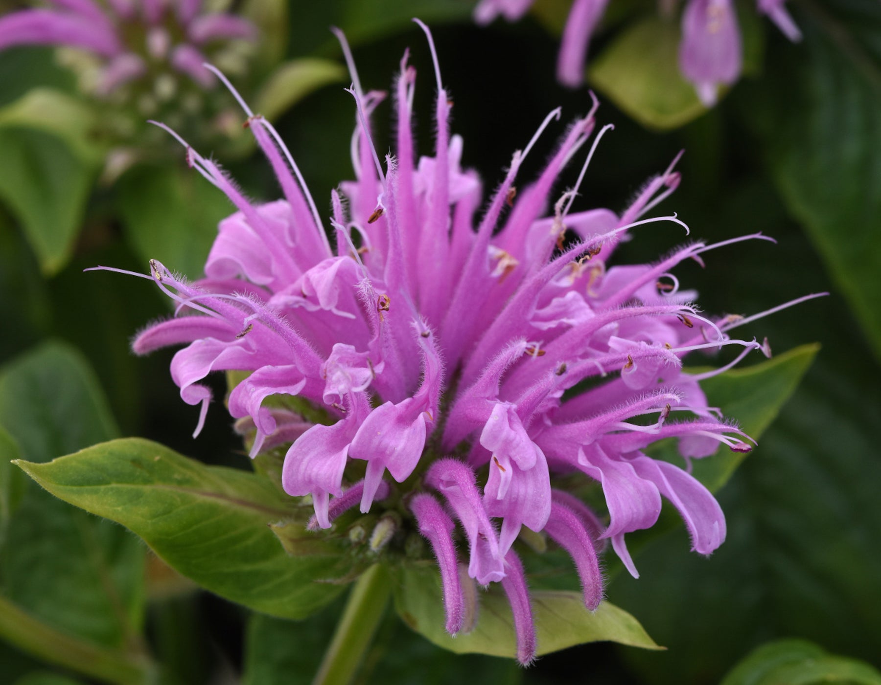Lavender Beebalm Flower seeds for Planting - Hardy Variety, Heirloom & GMO Free Seeds for Home Garden
