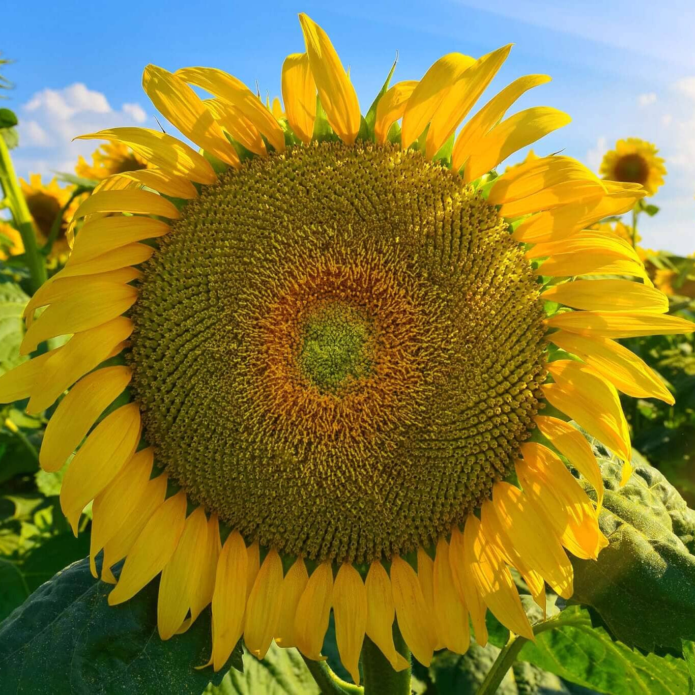 Gray Mongolian SunFlower seeds for Planting Easy to Grow Heirloom & GMO Free Seeds for Home Garden
 
 Sale