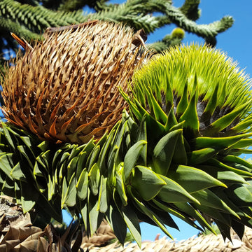 Evergreen Monkey Puzzle Tree Seeds for Garden Planting