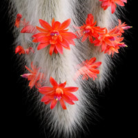 Monkey Tail Cactus Seeds Flower seeds for Planting - Low Maintenance, Heirloom & GMO Free Seeds for Home Garden