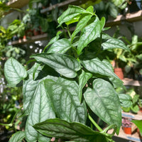 Monstera Siltepecana ornamental vine suitable for indoor and outdoor spaces.