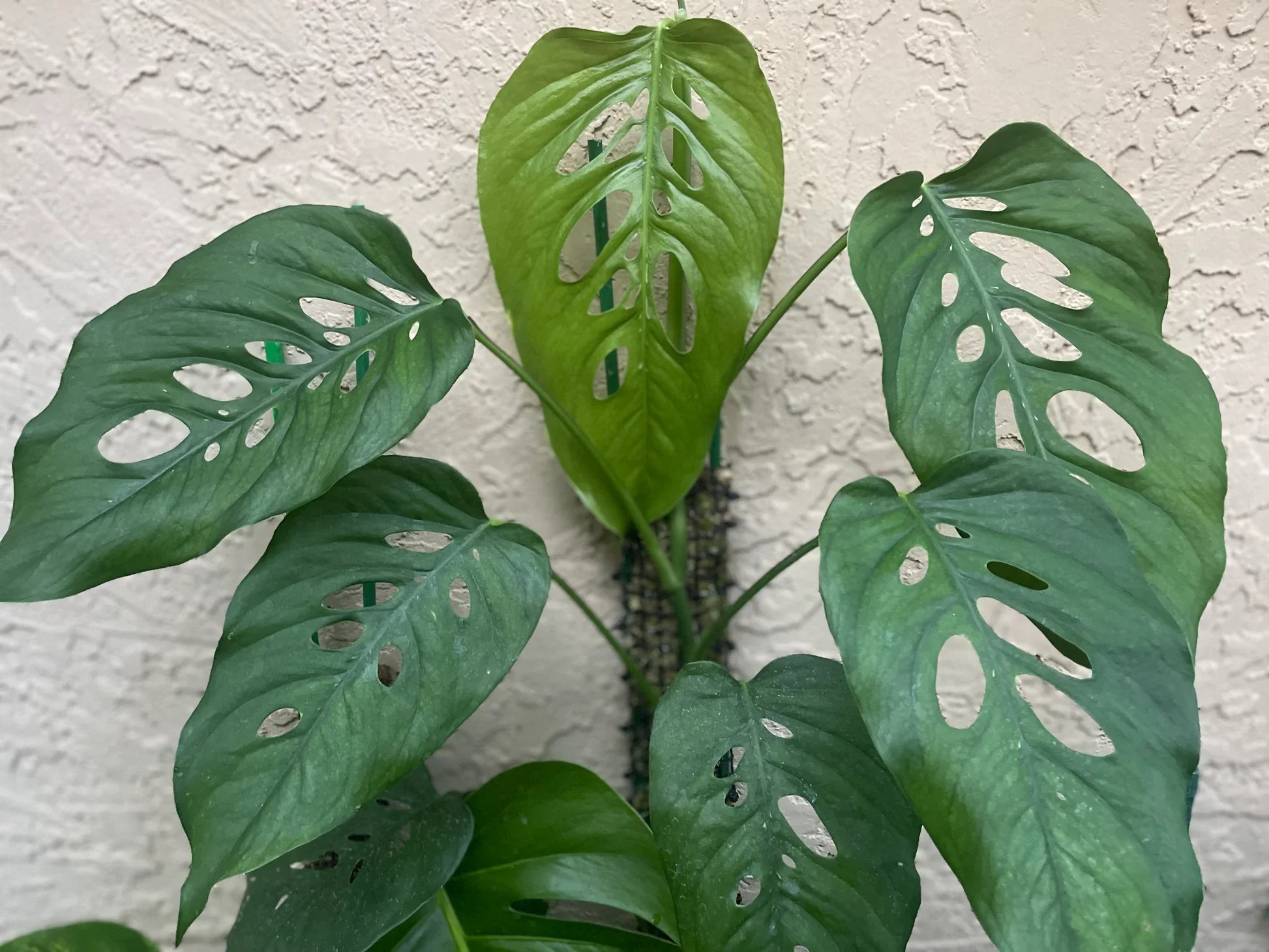 Silver-patterned Monstera Siltepecana growing in a decorative container.