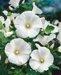 White Lavatera Flower seeds for Planting Drought Tolerant Heirloom & GMO Free Seeds for Home Garden
 
 Sale