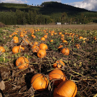 Montana Jack Pumpkin Seeds for Home Garden Planting | Heirloom Non-GMO